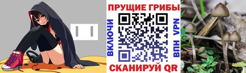закладка  Купино  Псилоцибиновые грибы ЛСД 